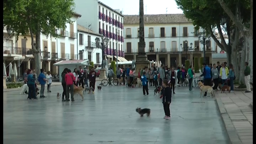 El paseo de la Constitución de Baeza acogió el paseo canino de la asociación protectora Tara