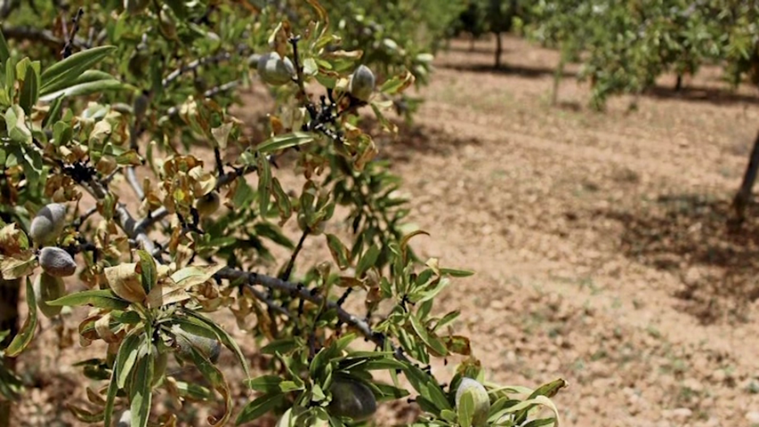 La subespecie de Xylella Fastidiosa detectada en Alicante es la «multiplex»