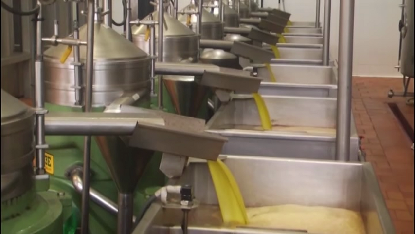 GEA prevé un aumento de un 1,3% en la producción de aceite de oliva español en la próxima campaña