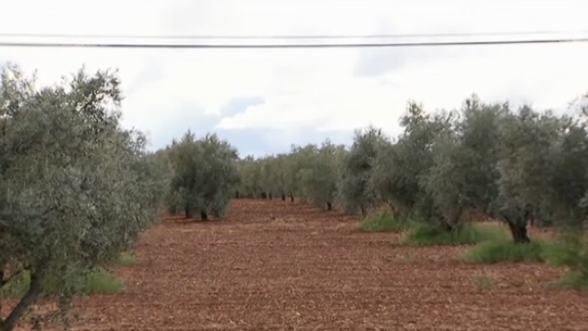 El consejero de Agricultura aboga por aunar voluntades y llevar una posicion nacional para la futura PAC