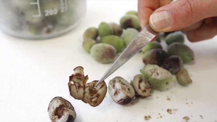 Andalucía libre de Xylella fastidiosa tras el análisis de más de 6000 muestras