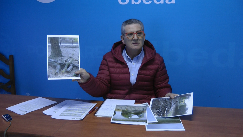 El PP denuncia en Úbeda la tala indiscriminada de árboles en Solana de Torralba y Veracruz