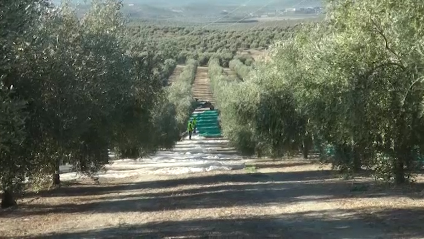 Jaén produjo hasta diciembre 240.681 toneladas de aceite