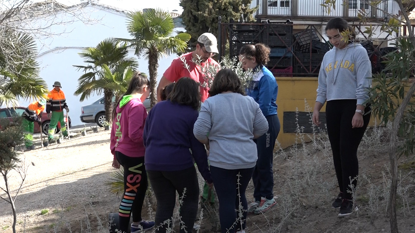 Plantación de arbustos del Centro Especial de Empleo y el IES Santísima Trinidad de Baeza 2 ARBUSTOS