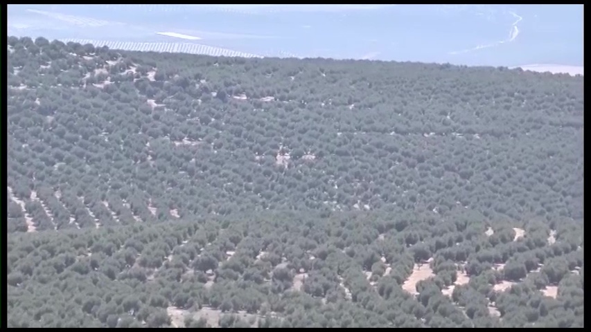 Feragua pide a los olivareros jiennenses «tranquilidad y sensatez» en cuanto a los riegos extraordinarios