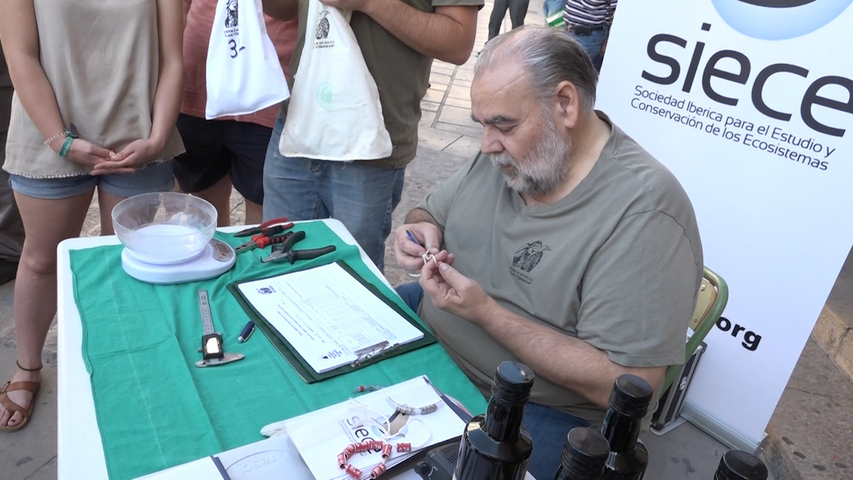 Anillamiento del cernícalo primilla que anida en la Torre del Reloj de Úbeda