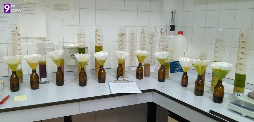Identifican variedades de olivo con alto contenido en vitamina E