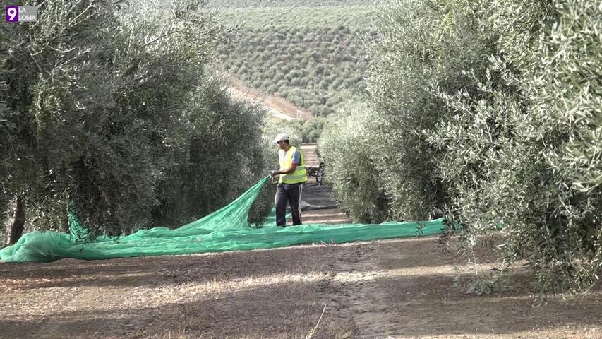 Mas de mil guardias civiles controlarán la recogida de aceituna en Jaén