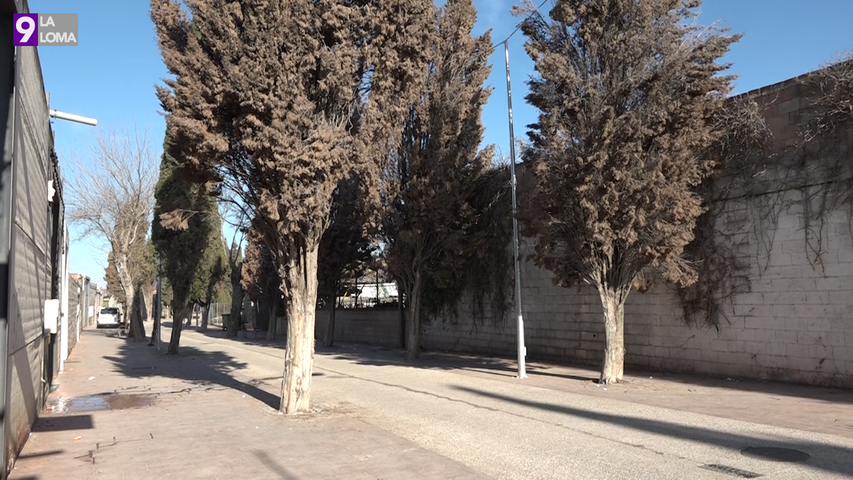 Los árboles dañados del camino del cementerio de Úbeda serán repoblados