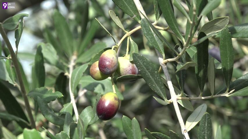 El precio del aceite mantiene una ligera tendencia a la baja