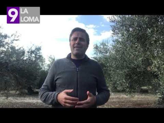 UPA ve confirmada la baja producción de aceite de oliva y confía en que revierta la crisis de bajos precios en origen