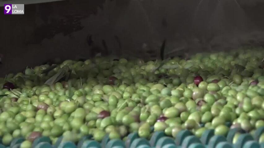 Nueva convocatoria de ayudas a la agricultura ecológica por 16,5 millones de euros