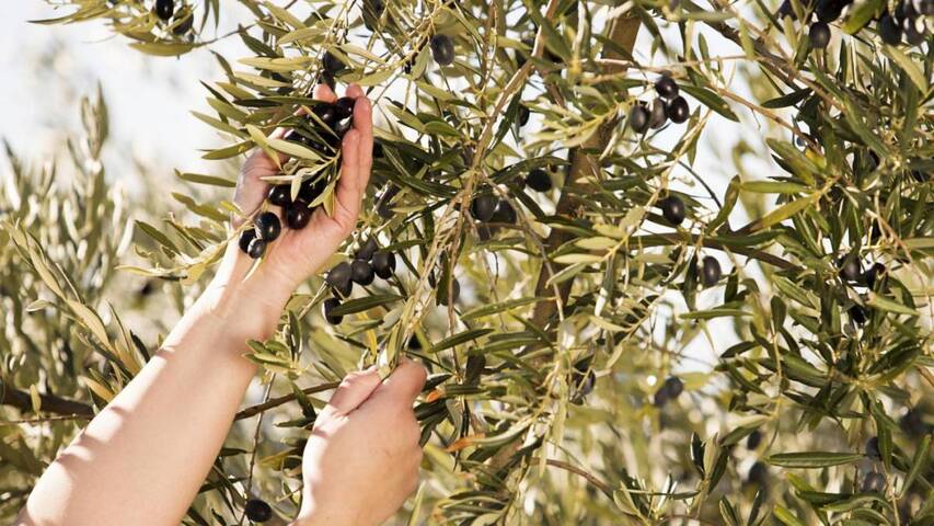 El Partido Popular de Baeza considera que la nueva PAC da una bofetada a los agricultores