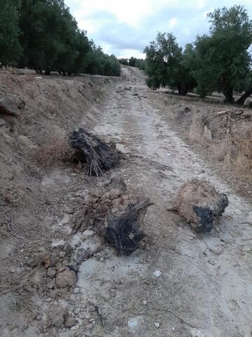 camino rus 3