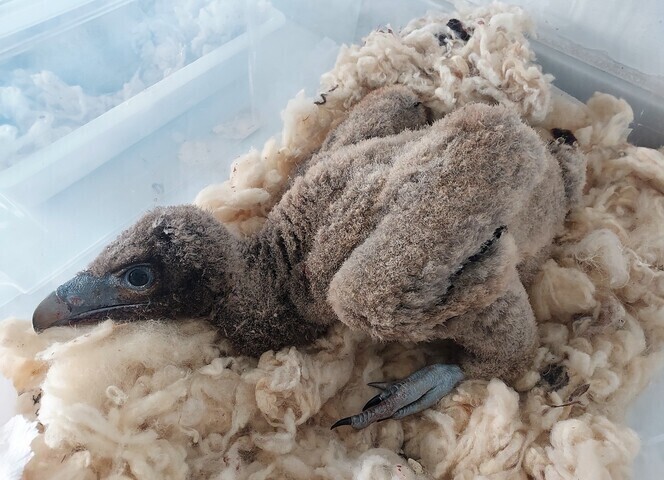 Andalucía, tierra de acogida de quebrantahuesos 2 Pirenaico