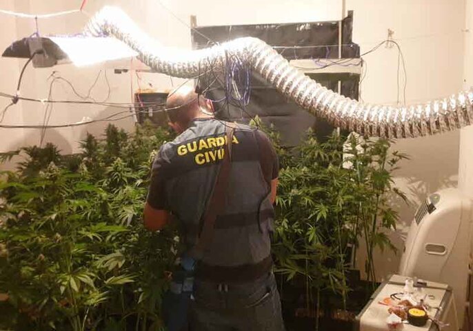 La Guardia Civil desmantela una plantación de marihuana en Santa Elena 4 MARIHUANA SANTA ELENA