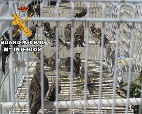 La Guardia Civil detiene a una persona que presuntamente cazaba pajarillos con un reguero artificial de agua