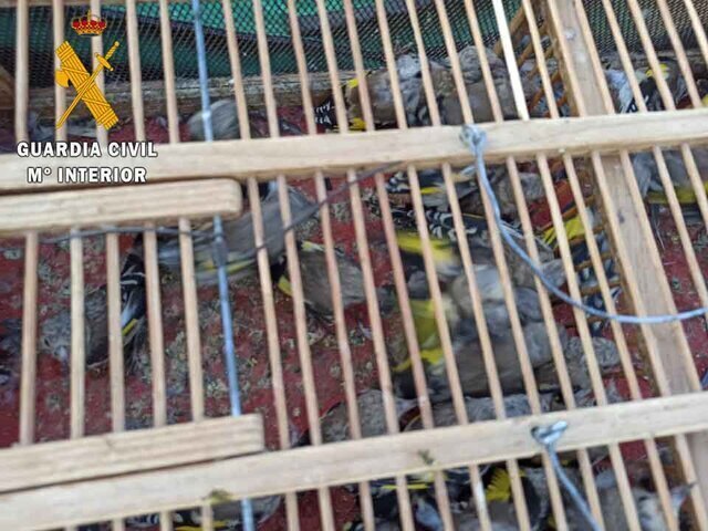 La Guardia Civil investigada a dos personas de Úbeda por un delito contra la Flora y Fauna