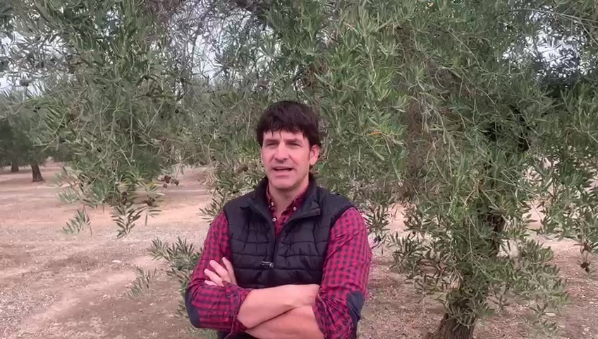 El olivar jiennense al límite afronta la campaña más complicada, solo comparable a la del 94/95