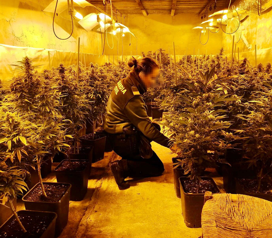 La Guardia Civil interviene en Jabalquinto 229 plantas de marihuana