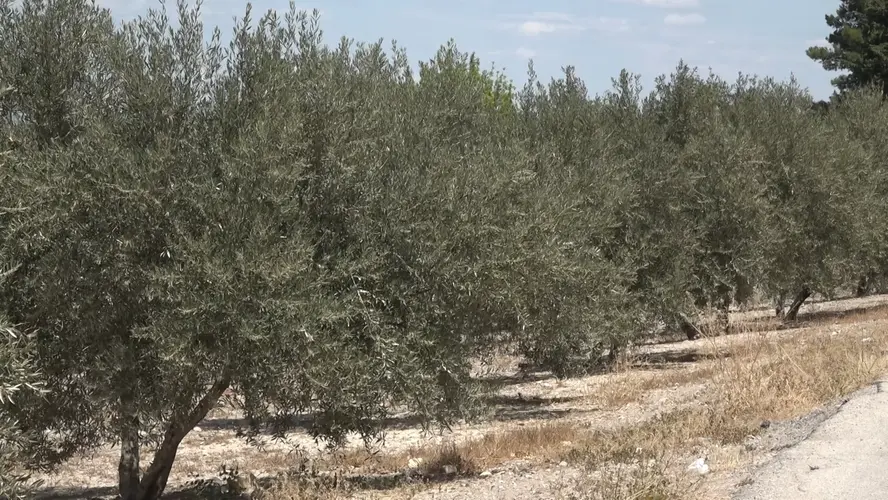 Izquierda Unida Baeza pone en valor sus propuestas en materia de agricultura en el día de San Isidro