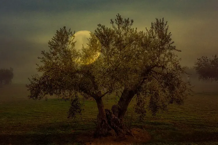 El cuento "El gigante", de Amador Aranda, se lleva el VI Premio Internacional de Relato sobre Olivar, Aceite de Oliva y Oleoturismo 2 Cosecha del 70 jpg