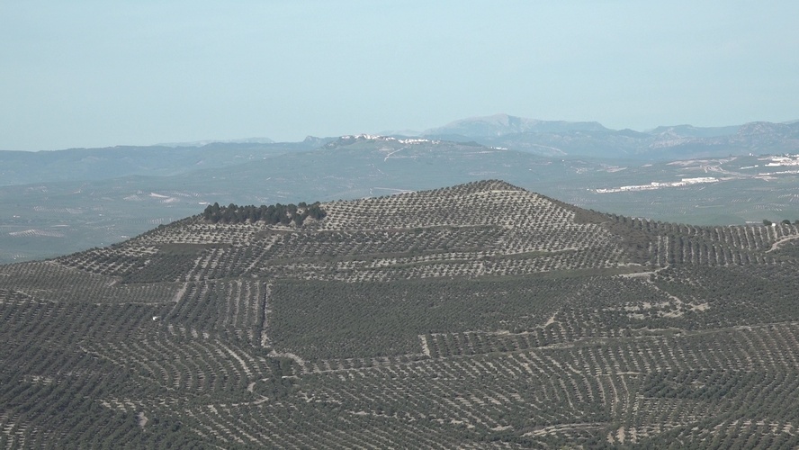 COAG y Asaja llaman a la calma: España sigue siendo líder en el mercado mundial del aceite 2 OLIVAR