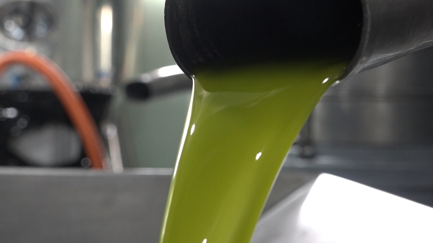 El sector olivarero andaluz denuncia perdidas millonarias por vender aceite de oliva por debajo del coste 1.4.2
