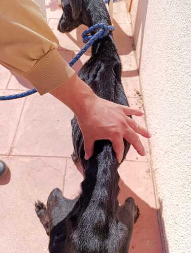 Galgos del Sur rescata 34 perros solo en el mes de mayo 2 Foto galgos 1 1