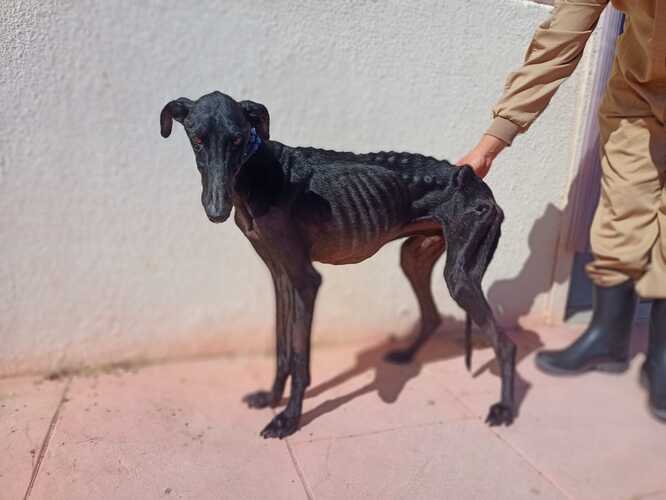 Galgos del Sur rescata 34 perros solo en el mes de mayo