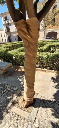 La concejala de medio ambiente denuncia el vandalismo contra un naranjo de la Plaza del Ayuntamiento de Ubeda1