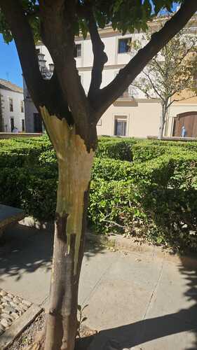 La concejala de medio ambiente denuncia el vandalismo contra un naranjo de la Plaza del Ayuntamiento de Úbeda