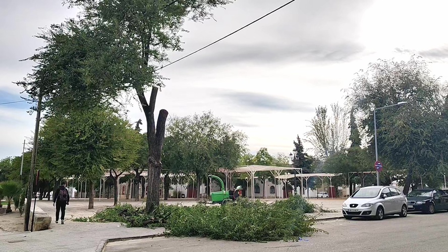 Tres personas heridas tras la caída de la rama de un árbol en Baeza