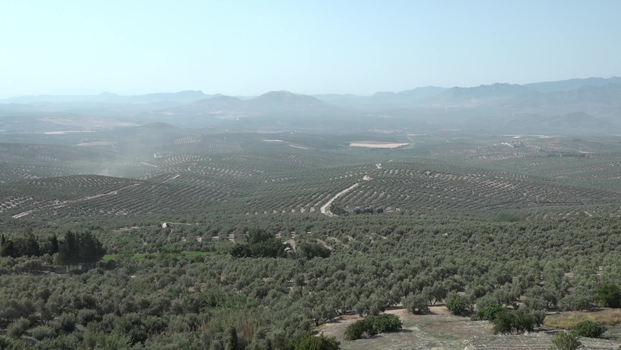 La cooperativa ubetense La Carrera apuesta por la calidad y la promoción internacional del aceite