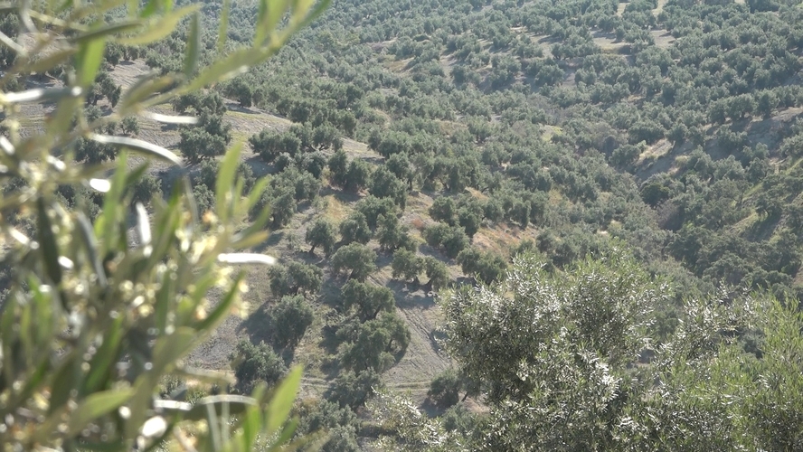 Andalucía flexibiliza la PAC ante el exceso de lluvias