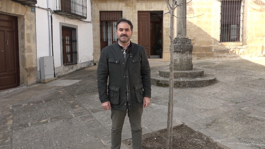 Plantados los nuevos árboles de la Plaza Amadeo Ruiz Olmos en Baeza