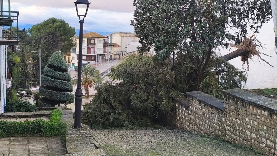 Torreperogil valora en mas de 27 millones de euros los danos causados por las ultimas borrascas 1.60.1