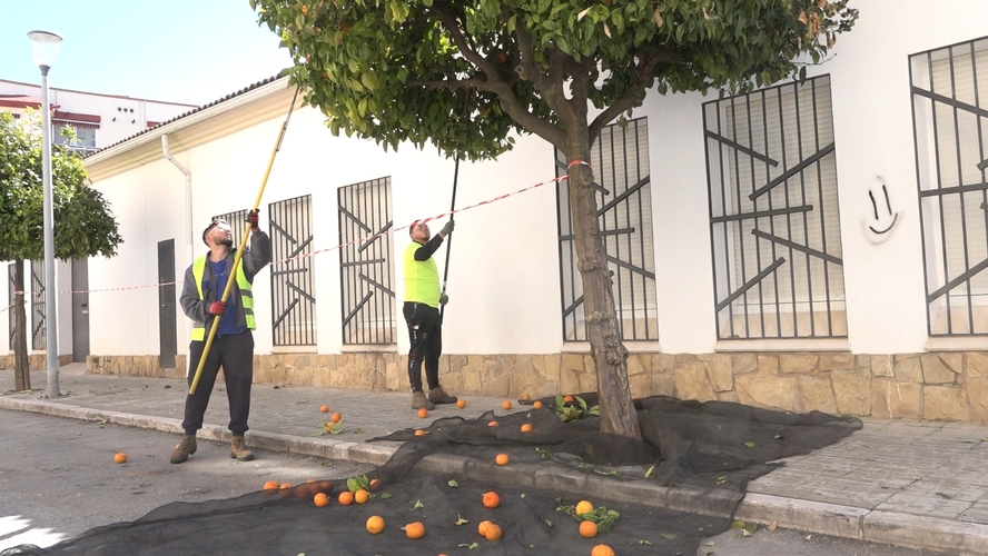 ubeda naranjas 1.25.1