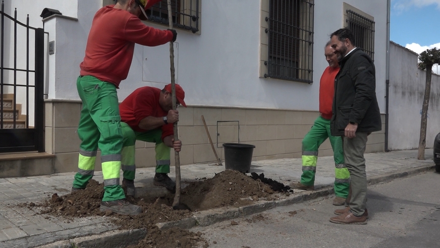 El Ayuntamiento de Baeza avanza en la reposición de arbolado con nuevas plantaciones en la ciudad