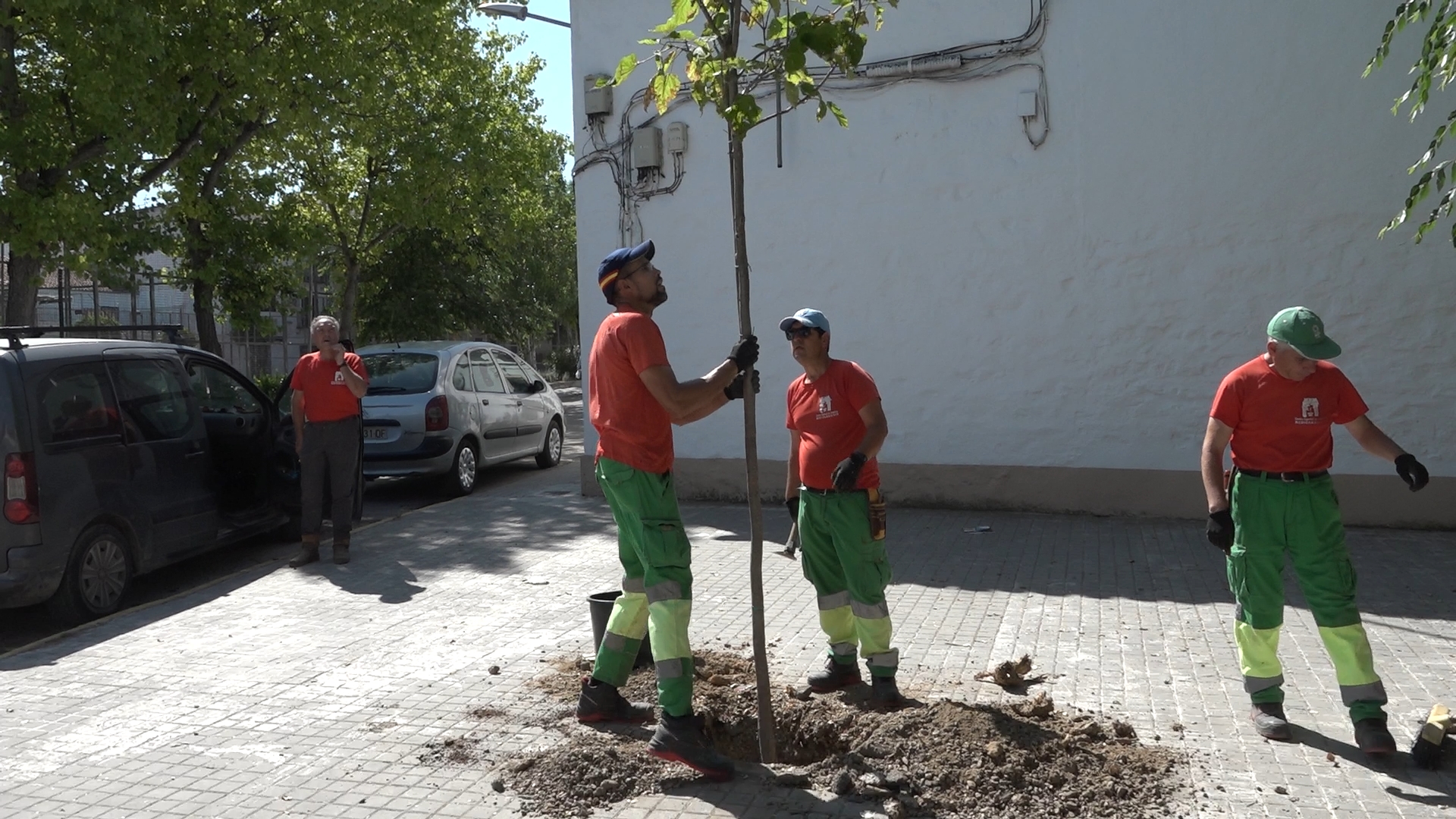 Baeza culmina la primera fase del plan de reposicion de arbolado urbano 1.14.1
