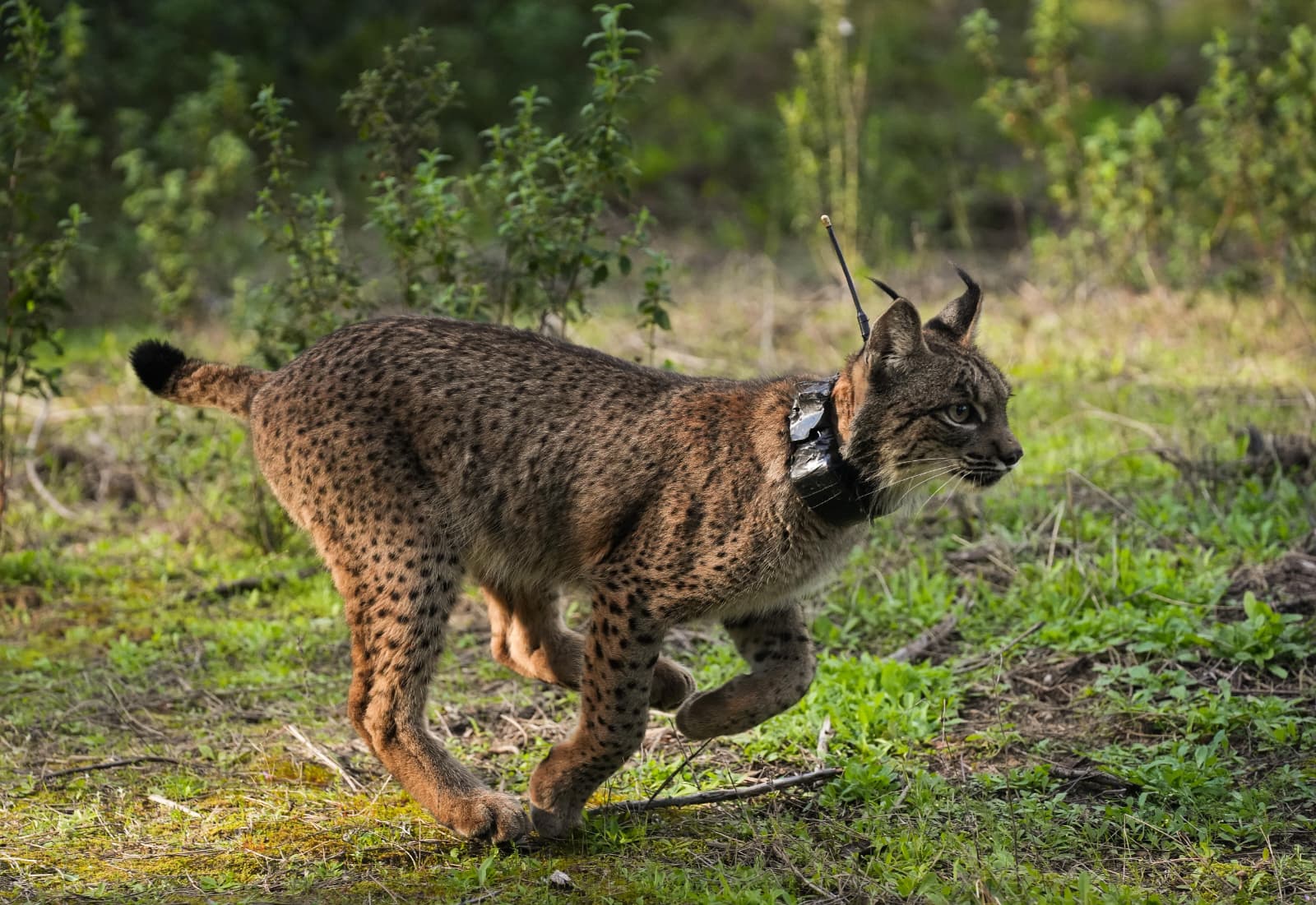 La Sierra Morena andaluza se mantiene como el principal nucleo de lince iberico de la Peninsula
